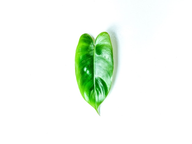 the philodendron leaves on isolated white background