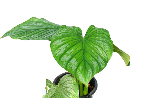 Philodendron mamei zilveren wolk op witte achtergrond