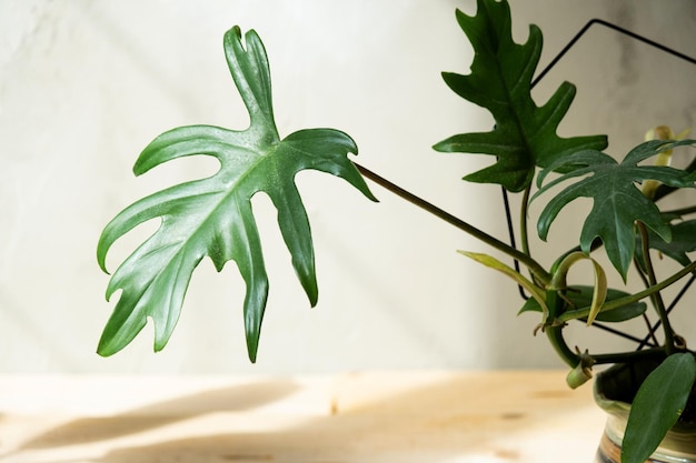 Philodendron Mayo in het interieur van het huis Gesneden bladeren van een kamerplant in een pot Verzorging en teelt van tropische planten kas