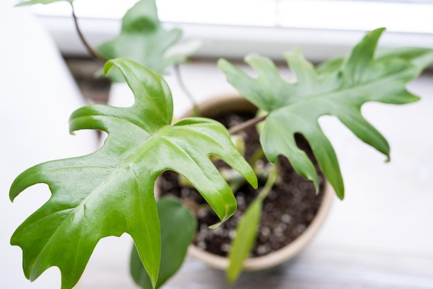 Philodendron Mayo in het interieur van het huis Gesneden bladeren van een kamerplant in een pot Verzorging en teelt van tropische planten kas