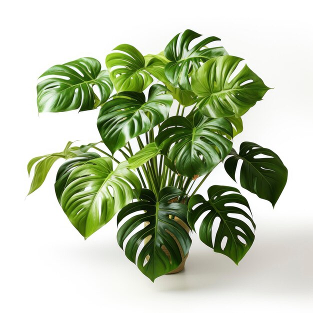 Philodendron Monstera Branch With Variegated Leave Hd On White Background