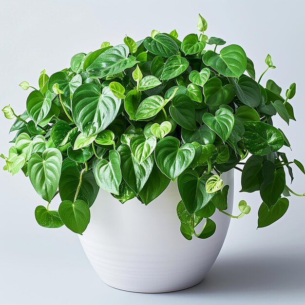 Фото Филодендрон philodendron hederaceum в белом горшке