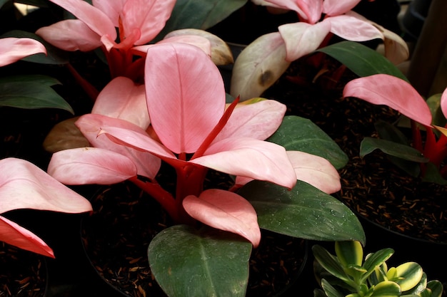 Philodendron rosa congo pianta in vaso