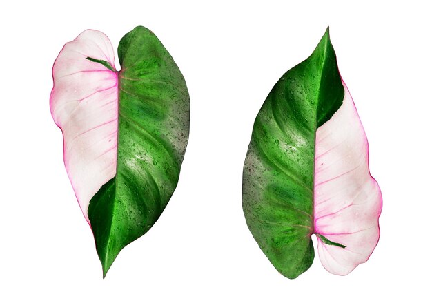 Foto philodendron pink princess leaf op witte achtergrond