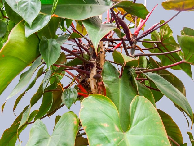 Photo philodendron plant detail