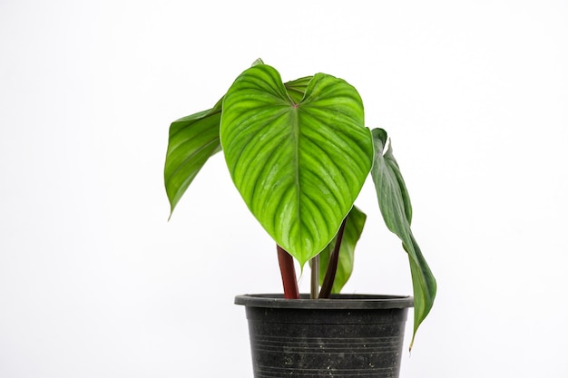 Philodendron plowmanii is aroid indoor house plant on white background