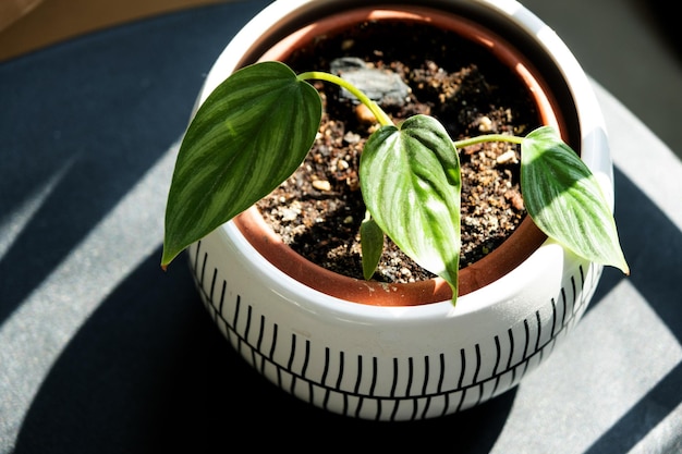 Philodendron Plowmanii a small rooted stalk in a pot closeup Breeding of rare species of houseplants cultivation and care of aroids