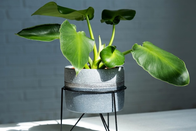 Philodendron Rugosum closeup in the interior Houseplant Growing and caring for indoor plant