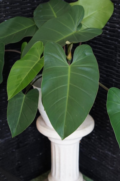 Foto la pianta philodendron rugosum che decora la terrazza della casa