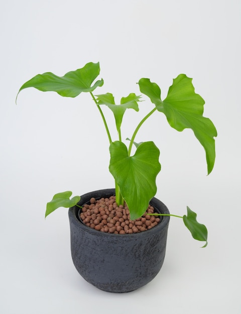 Philodendron selloum botanical tropical house plant in modern black pot isolated on white background,exotic heart shape leave plant for interior