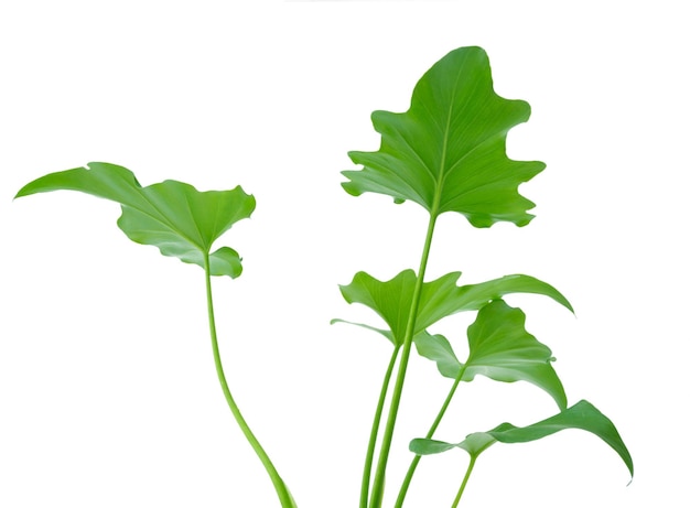 Philodendron selloum botanical tropical house plant in modern black pot isolated on white background