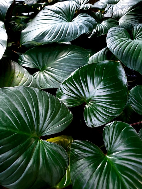 Foto philodendron-tuin