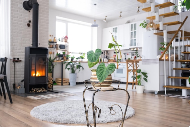 フィロデンドロン疣贅のクローズ アップ スタンドの内部の観葉植物の成長と世話をする室内植物の緑の家のスカンジナビア ロフト スタイルで熱い火と金属製のストーブの暖炉