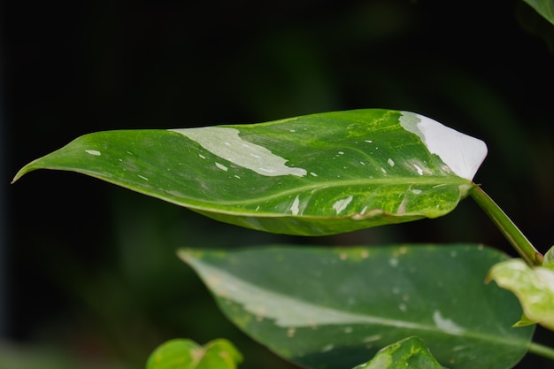 Philodendron 화이트 프린세스는 흰색 잡색의 집 식물입니다.