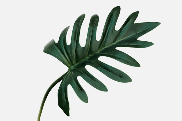 Philodendron xanadu blad op een gebroken witte achtergrond