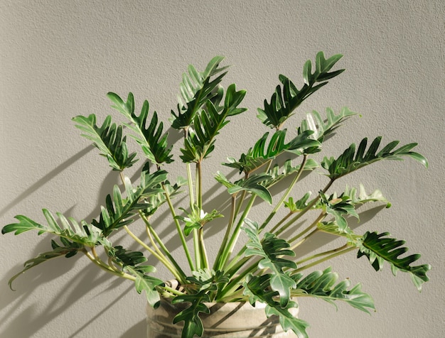 Philodendron xanadu botanische tropische kamerplant in mooie groene keramische pot, betonnen muur