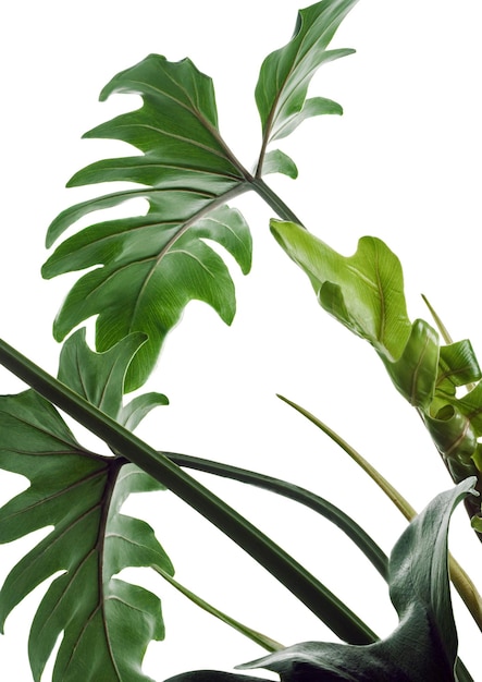 Philodendron Xanadu, Xanadu는 클리핑 패스를 사용하여 흰색 배경에 격리된 잎을 남깁니다.