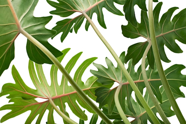 Philodendron Xanadu, Xanadu는 클리핑 패스를 사용하여 흰색 배경에 격리된 잎을 남깁니다.