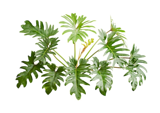 Philodendron Xanadu, Xanadu는 클리핑 패스를 사용하여 흰색 배경에 격리된 잎을 남깁니다.