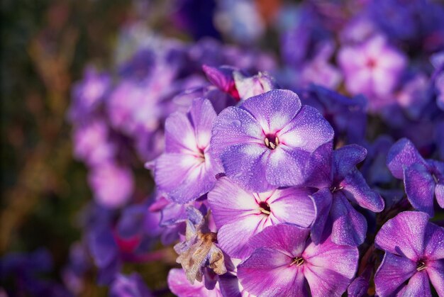 Foto phlox blauwe lila in groen gebladerte bloeiend in de tuin