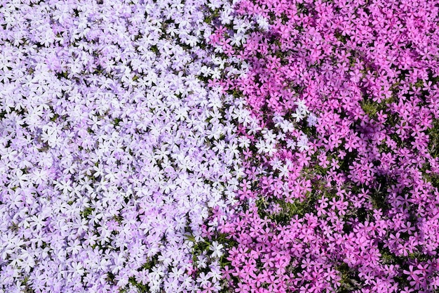 Phlox bloeit over het hele frame, maar in verschillende tinten paars