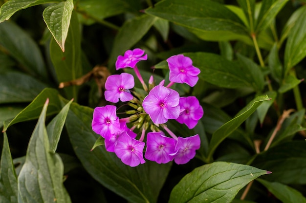 Photo phlox blooms in the garden