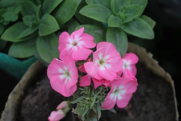 Phlox Drummondii pink flowers in early green background