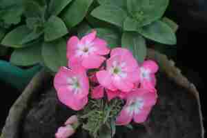 Photo phlox drummondii pink flowers in early green background