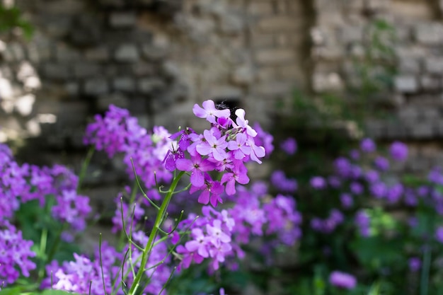 Phlox flower closeup