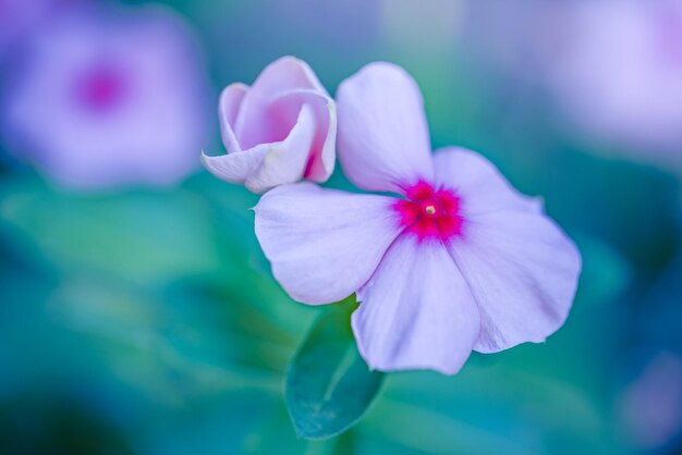 フロックスの花は、紫色のフロックスの花序のクローズ アップを抽象化します。庭に咲く花