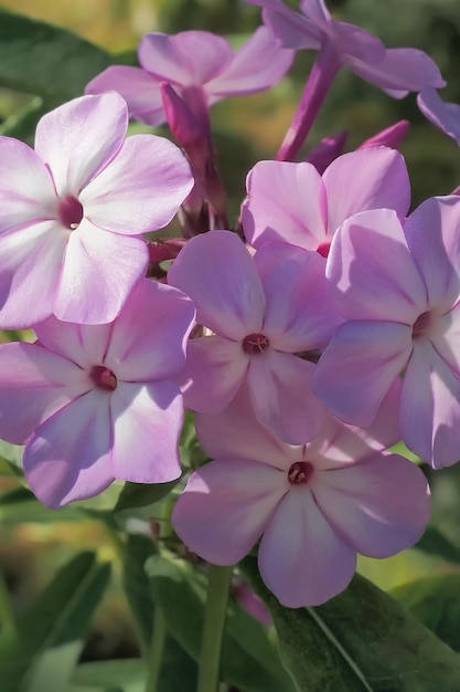 Phlox flowers A blooming pink plant Holidays and events