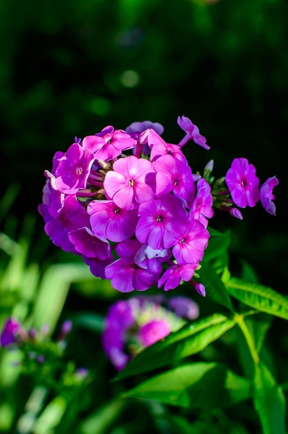 Фото Флоксы цветы в саду. фиолетовый цветок