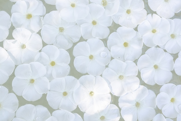 Phlox paniculata flowers floating on water