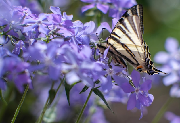 Phlox subula una bella pianta rosa con fitti fiori di tappeto fioriti su una farfalla zebrata