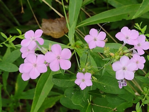 Foto phlox