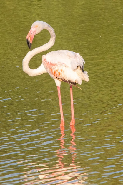 Птица Phoenicopterus roseus в средиземноморских болотах