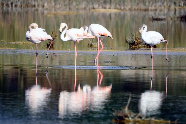 Phoenicopterus roseus - De gewone flamingo is een soort phoenicopteriforme vogel