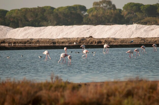 Foto phoenicopterus roseus - de gewone flamingo is een soort phoenicopteriforme vogel