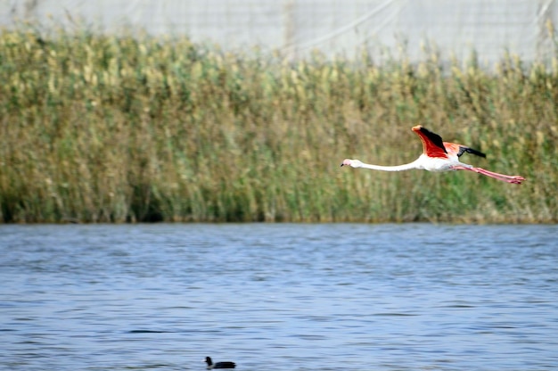 Phoenicopterus roseus - El flamenco comn es una especie de fenicopteriforme.