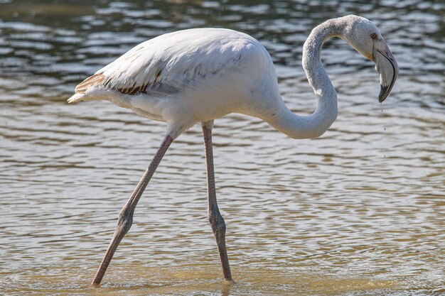 Phoenicopterus roseus is een rode flamingo die veel voorkomt in aiguamolls emporda girona spanje