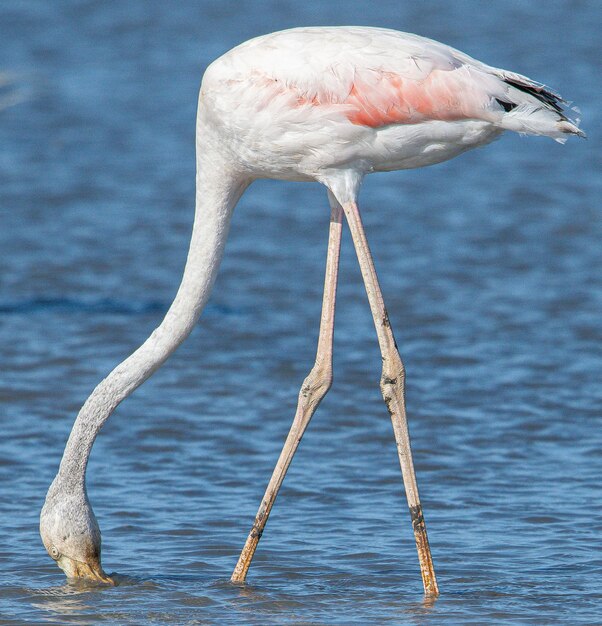 Foto phoenicopterus roseus is een rode flamingo die veel voorkomt in aiguamolls emporda girona, spanje