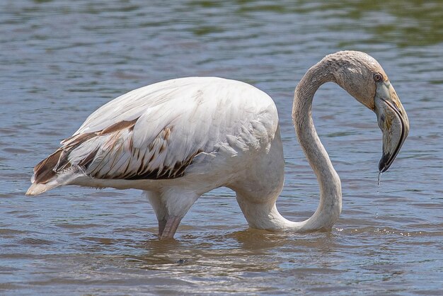 Phoenicopterus Roseus は、アイグアモール エンポルダ ジローナ スペインで一般的な赤いフラミンゴです。