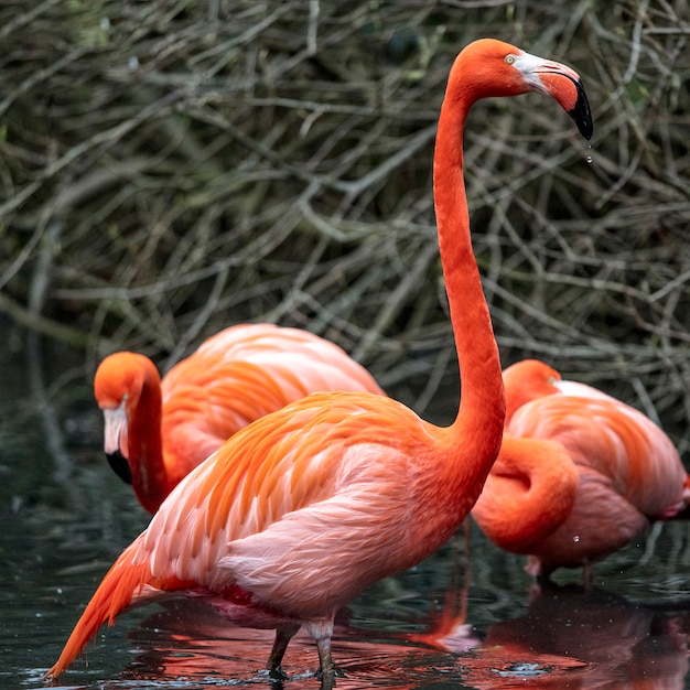 Phoenicopterus roseus portrait