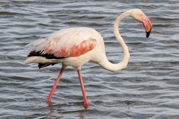 Phoenicopterus roseus vogel in mediterrane moerassen