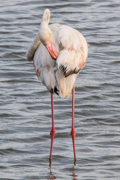 Phoenicopterus roseus vogel in mediterrane moerassen