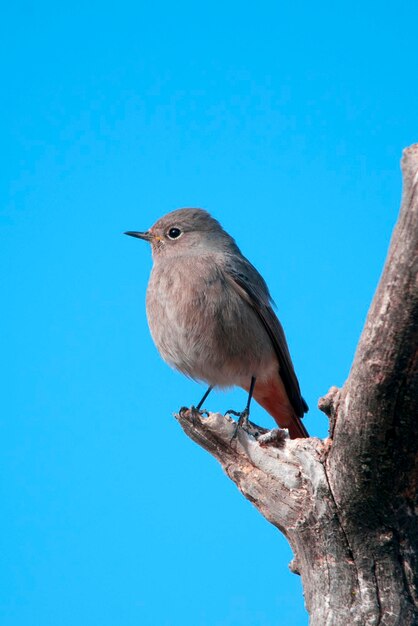 Phoenicurus ochruros - The redstart is a species of passerine bird in the Muscicapidae family. 