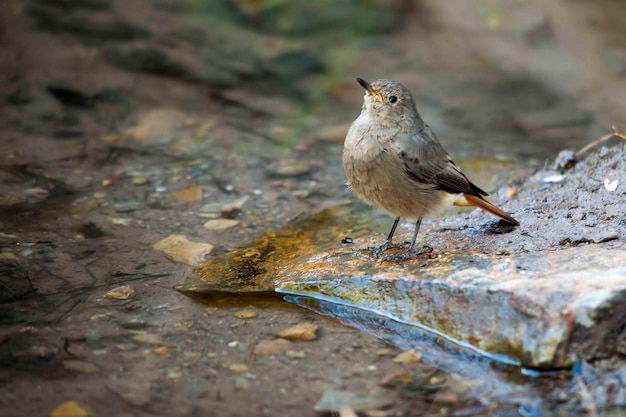 Phoenicurus phoenicurus - De roodstaart is een zangvogel uit de familie Muscicapidae.