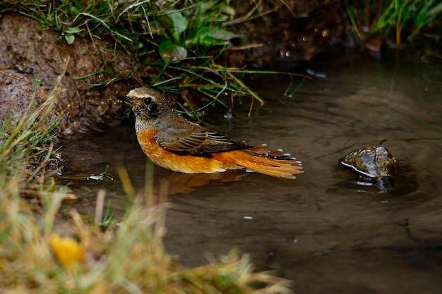 Phoenicurus phoenicurus - De roodstaart is een zangvogel uit de familie Muscicapidae.