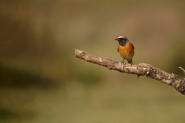 Phoenicurus phoenicurus - redstart는 Muscicapidae 계통의 passerine 새의 일종입니다.