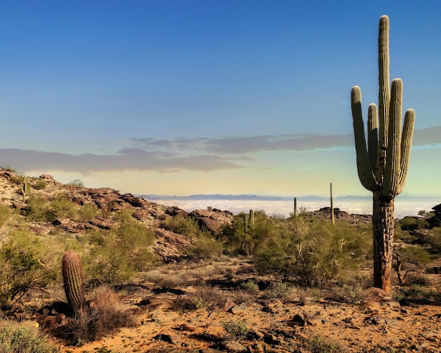 Foto deserto di phoenix in arizona al mattino